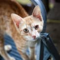 Photo of Bennie
