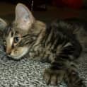Photo of Toulouse Kitten