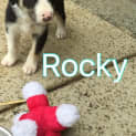 Photo of Rocky Adoption Pending