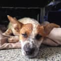 Photo of Lucky