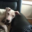 Photo of Skye ~ Bull Arab Puppy (On Trial 28/02/16)