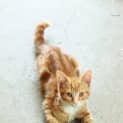 Photo of Bertie