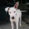 Photo of Skye ~ Bull Arab Puppy (On Trial 28/02/16)