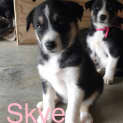 Photo of Skye Adoption Pending