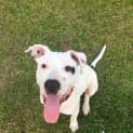 Photo of Dash *Adoption Pending*