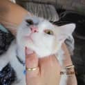 Photo of Basil