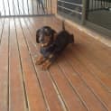Photo of Frankie