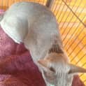 Photo of Sapphire