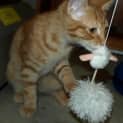 Photo of Larry Kitten