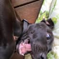 Photo of Bentley