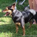 Photo of Poppy ~ Kelpie X Chihuahua (Trial 11/4/16)