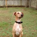 Photo of Zelda *I'm Just $150!*