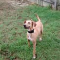Photo of Zelda *I'm Just $150!*
