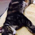 Photo of Lovebug Abigail