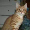 Photo of Larry Kitten