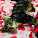 Photo of Lovebug Abigail