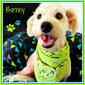 Photo of Barney