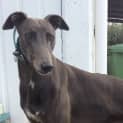 Photo of Blue