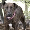 Photo of Xena Id30158
