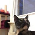Photo of Trixie