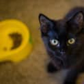 Photo of Rey (Cat/Dog/Child Friendly)