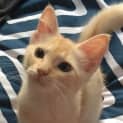 Photo of Angel * $100 For The This Month * Adoption Pending