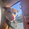 Photo of Turbo 9 Year Old Cattle Dog X (Trial)