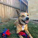 Photo of Turbo 9 Year Old Cattle Dog X (Trial)
