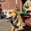 Photo of Turbo 9 Year Old Cattle Dog X (Trial)