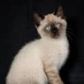 Photo of Milo