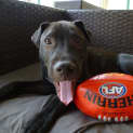 Photo of Rocco *I'm Just $200!*