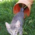 Photo of Grey Puff