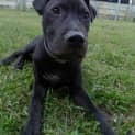 Photo of Rocco *I'm Just $200!*