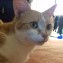 Photo of Candy ($25 Adoption Fee)