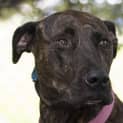 Photo of Xena Id30158