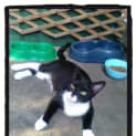 Photo of Marcell @ The Pet House Tuggerah