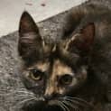 Photo of Chantily Kitten