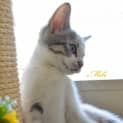 Photo of Milli 