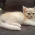 Photo of Angel * $100 For The This Month * Adoption Pending