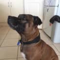 Photo of Nitro ~ Staffy (On Trial 23/3/16)