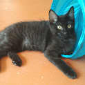 Photo of Ollie * $50 Only! *