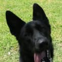 Photo of Millie On Hold Pending Adoption