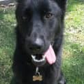 Photo of Millie On Hold Pending Adoption