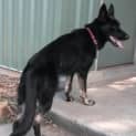 Photo of Millie On Hold Pending Adoption