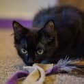Photo of Rey (Cat/Dog/Child Friendly)