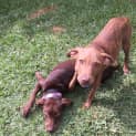 Photo of Penny