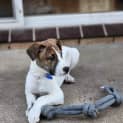 Photo of Patty 4 Month Old Bull Arab X (Trial)