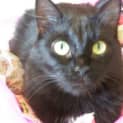 Photo of Bella