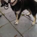 Photo of Buster Id: 30468
