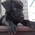 Photo of Boss